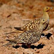 Namaqua Sandgrouse