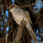 Marico Flycatcher