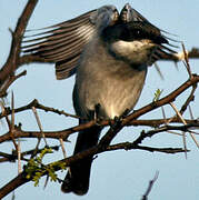 Fiscal Flycatcher