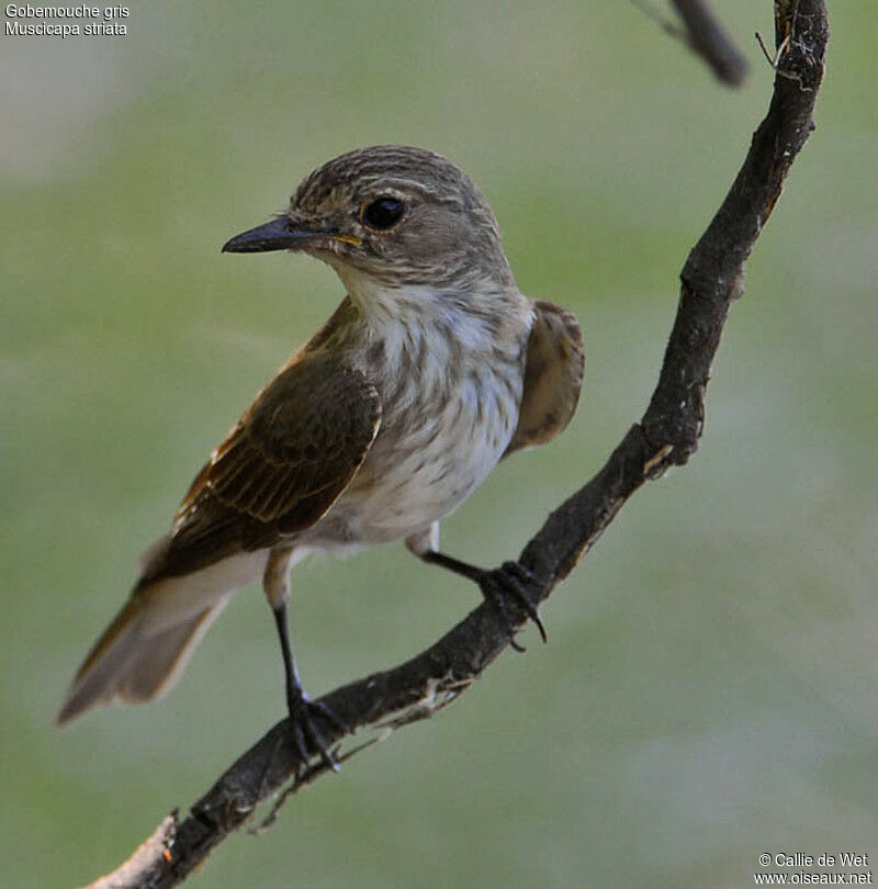 Spotted Flycatcheradult