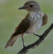 Spotted Flycatcher