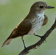 Spotted Flycatcher