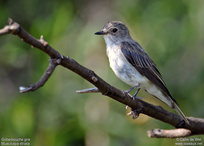 Spotted Flycatcheradult