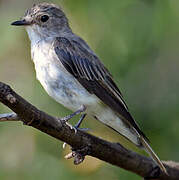 Spotted Flycatcher