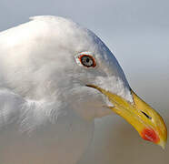 Kelp Gull