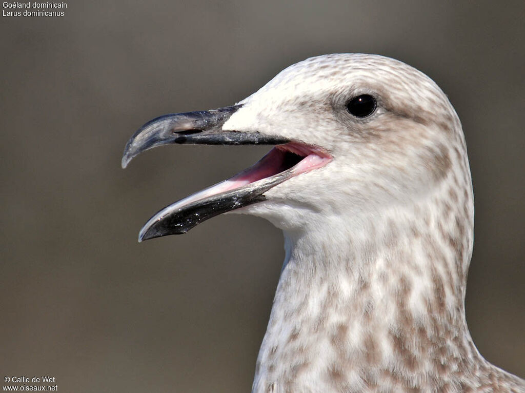 Kelp Gulljuvenile