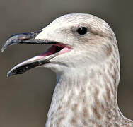 Kelp Gull