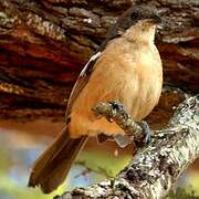 Southern Boubou