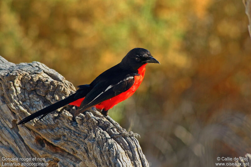 Crimson-breasted Shrike