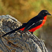 Gonolek rouge et noir