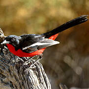 Gonolek rouge et noir