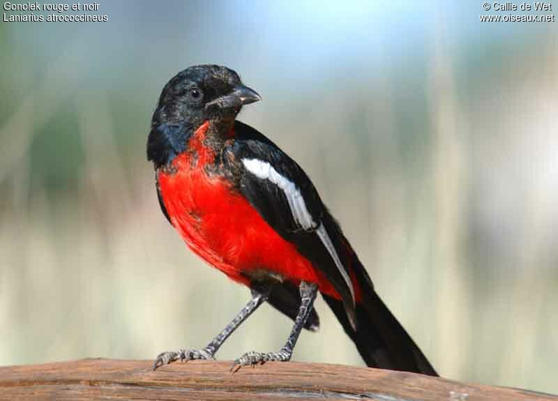 Gonolek rouge et noirimmature