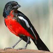 Crimson-breasted Shrike