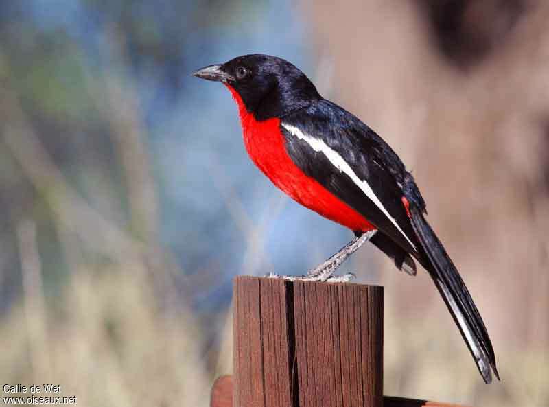 Crimson-breasted Shrikeadult, identification