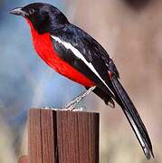 Crimson-breasted Shrike