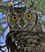 Spotted Eagle-Owl