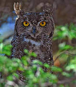 Spotted Eagle-Owl