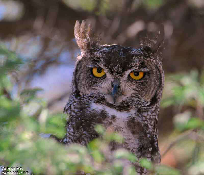 Grand-duc africainadulte, portrait