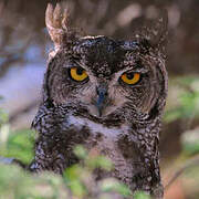 Spotted Eagle-Owl