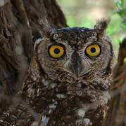 Spotted Eagle-Owl