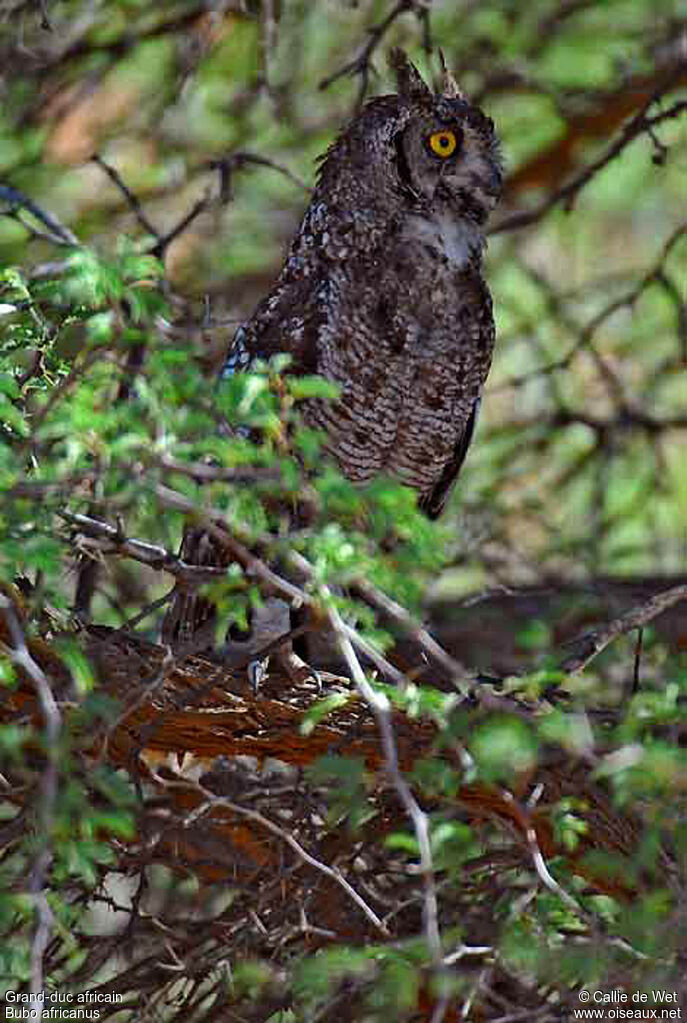 Spotted Eagle-Owladult