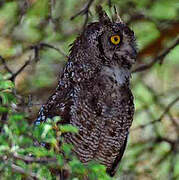 Spotted Eagle-Owl