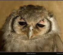 Verreaux's Eagle-Owl