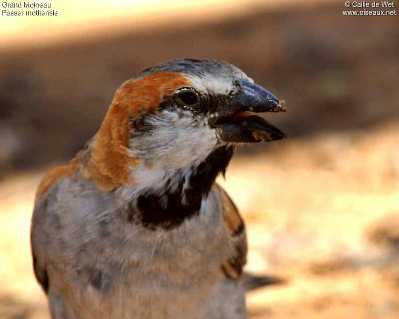 Great Sparrow male adult