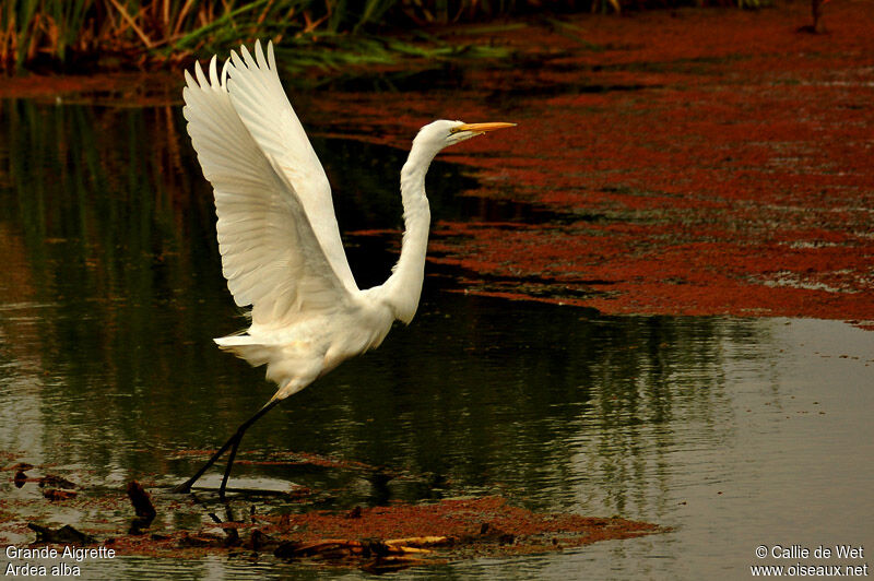 Grande Aigrette