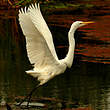 Grande Aigrette