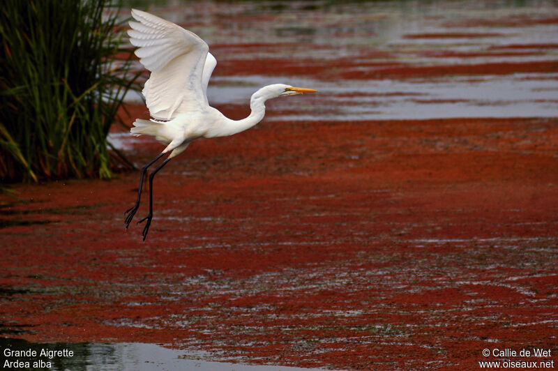 Grande Aigrette