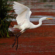 Grande Aigrette