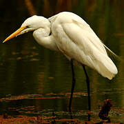 Grande Aigrette