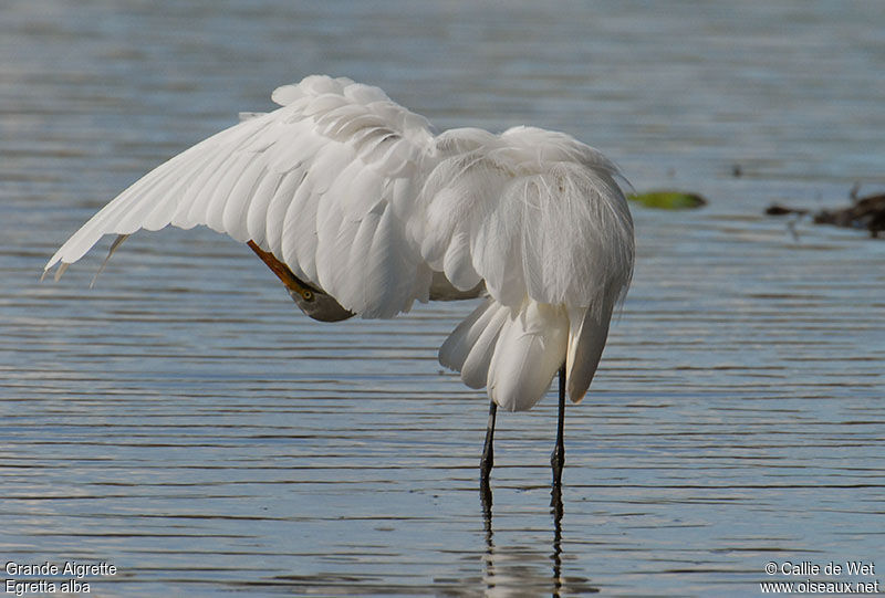 Great Egretadult