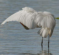 Grande Aigrette