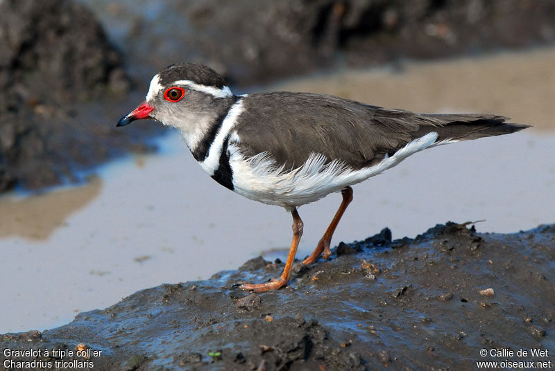 Three-banded Ploveradult