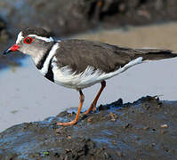 Three-banded Plover