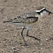 Kittlitz's Plover