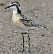 Kittlitz's Plover