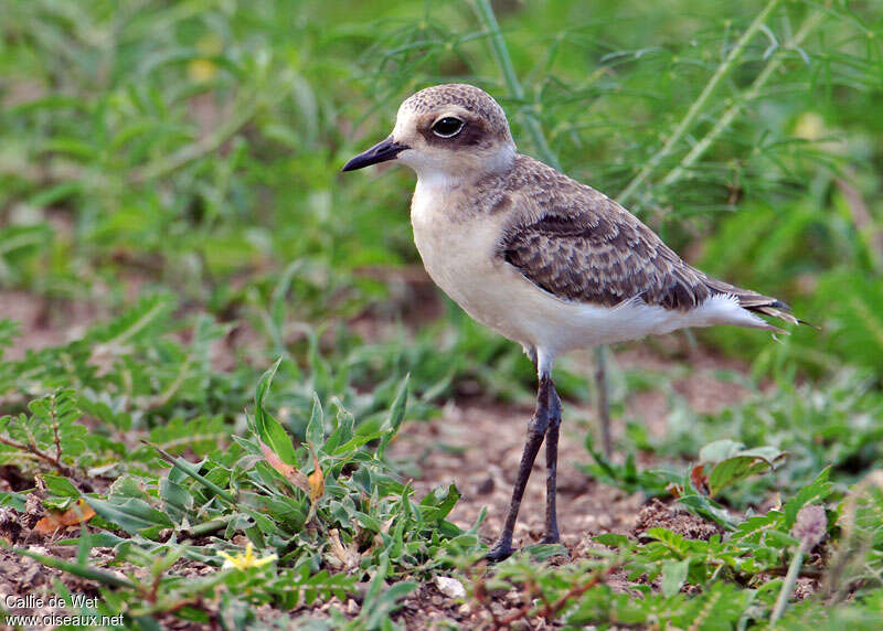 Gravelot pâtre1ère année, identification