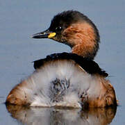 Little Grebe