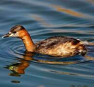 Little Grebe