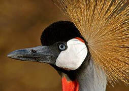 Grey Crowned Crane