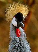 Grey Crowned Crane