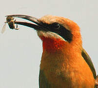 White-fronted Bee-eater