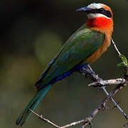 White-fronted Bee-eater