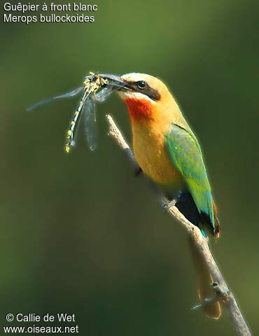 White-fronted Bee-eater