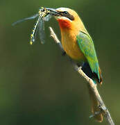 White-fronted Bee-eater