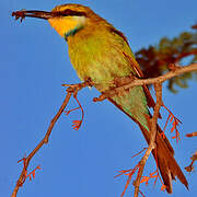 Swallow-tailed Bee-eater