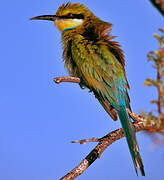 Swallow-tailed Bee-eater